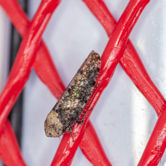 Paraphlepsius collitus