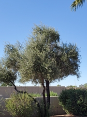 Olea europaea
