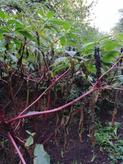 Phytolacca polyandra
