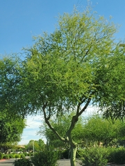 Parkinsonia florida