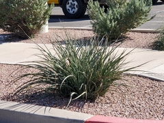 Hesperaloe parviflora