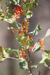 Grevillea wickhamii macrodonta