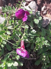 Vicia pyrenaica