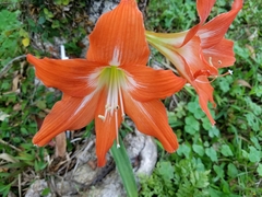 Hippeastrum vittatum