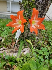 Hippeastrum vittatum