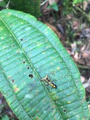 Micrathena acuta