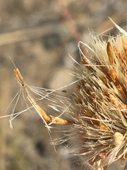 Aster alpinus vierhapperi
