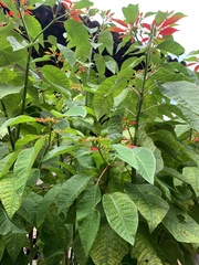 Euphorbia pulcherrima