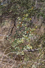 Grevillea wickhamii macrodonta
