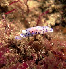 Goniobranchus thompsoni