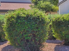 Calliandra californica