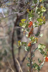 Grevillea wickhamii macrodonta