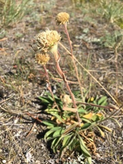 Aster alpinus vierhapperi