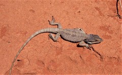 Pogona minor
