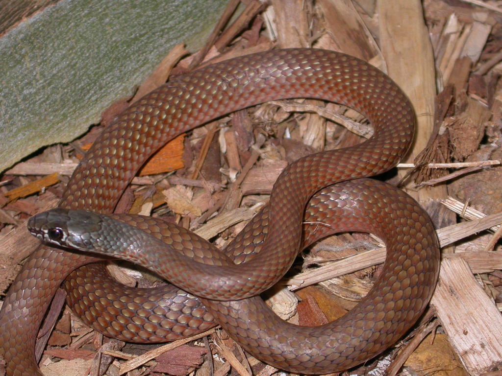 Rufous Whipsnake