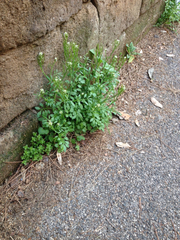 Cardamine hirsuta hirsuta