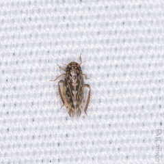 Xestocephalus superbus