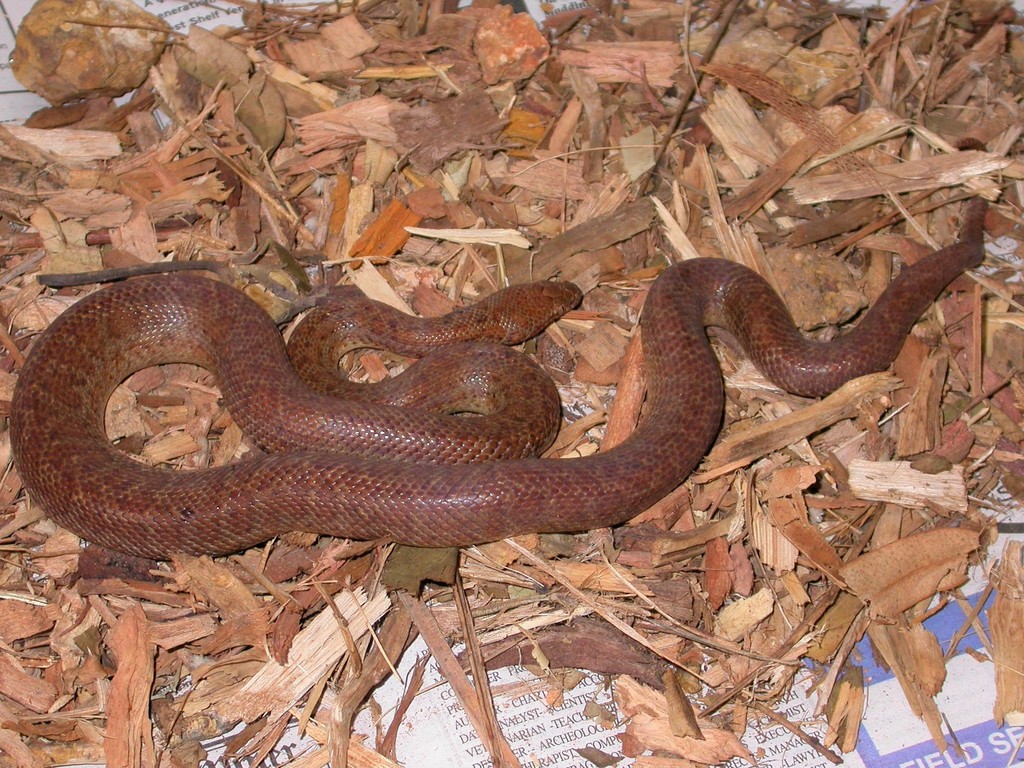 Pygmy Python from Dampier WA 6713, Australia on January 14, 2006 at 03: ...