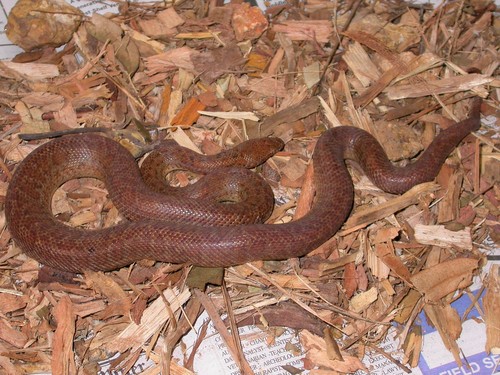Photo of a Pygmy Python (Antaresia perthensis)