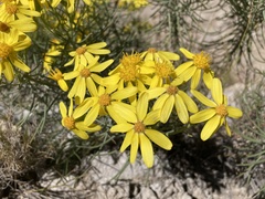 Senecio warnockii