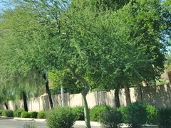 Parkinsonia florida