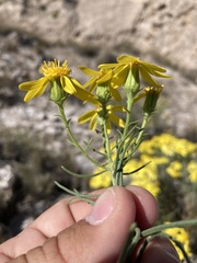 Senecio warnockii
