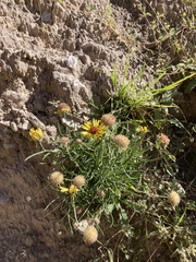 Gaillardia multiceps