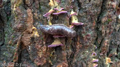 Philomycus