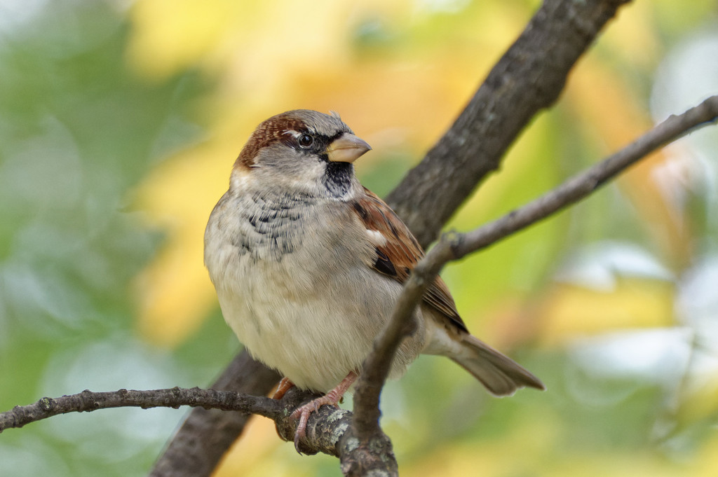 Moineau domestique