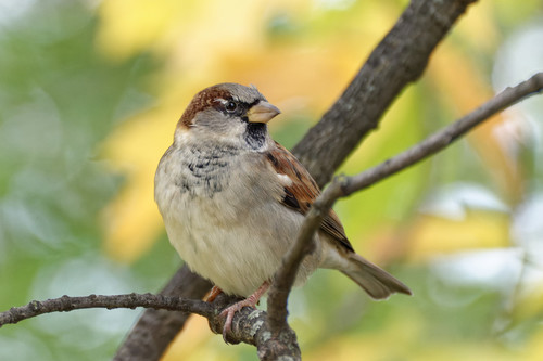 Gorrión común (Passer domesticus)