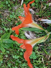 Hippeastrum vittatum
