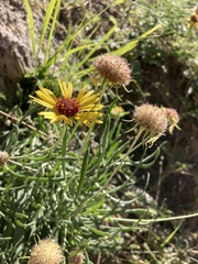 Gaillardia multiceps