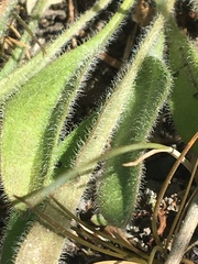 Aster alpinus vierhapperi