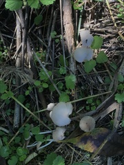 Psathyrella luteopallida