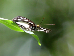 Neptis praslini