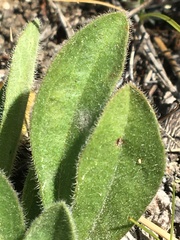 Aster alpinus vierhapperi