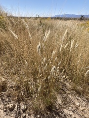 Enneapogon desvauxii