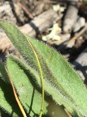 Aster alpinus vierhapperi
