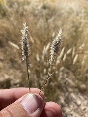 Enneapogon desvauxii