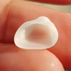 Striarca lactea