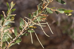 Acacia stipuligera