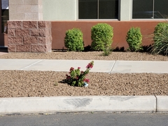 Bougainvillea × buttiana