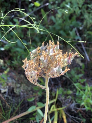 Lachnanthes caroliana