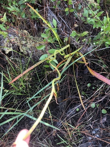 Lachnanthes caroliana, photograph 1
