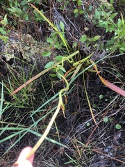 Lachnanthes caroliana, photograph Joseph Hubbard, CC BY, iNaturalist via GBIF