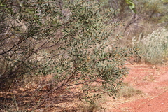 Acacia stipuligera