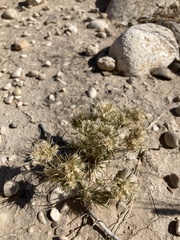 Dasyochloa pulchella