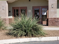 Hesperaloe parviflora