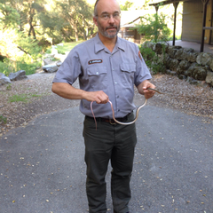 Masticophis lateralis