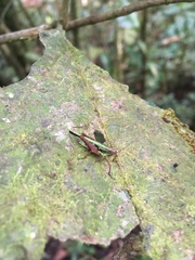 Scaria